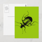 La Cucaracha Briefkaart (Voorkant / Achterkant)