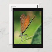 La demoiselle briefkaart (Voorkant / Achterkant)