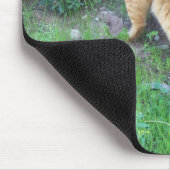 La favorita del barrio muismat (Hoek)