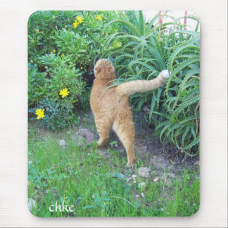 La favorita del barrio muismat