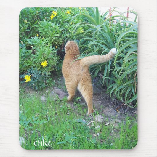 La favorita del barrio muismat (Voorkant)