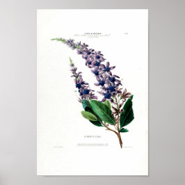 La Fleur de St.Jean Paarse Floral Amerique Botanic Poster