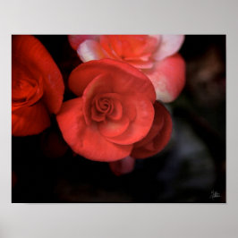 La Fleur Rouge (Kunstdruk) Poster