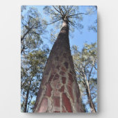 La Gerche Ponderosa Pijnboom fotoplaat (voorkant)