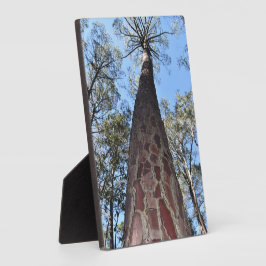 La Gerche Ponderosa Pijnboom fotoplaat