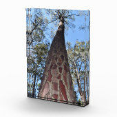 La Gerche Ponderosa Pine Acrylblok Fotoblokken (Rechts)