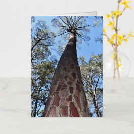 La Gerche Ponderosa Pine Blank Wenskaart Folie Wenskaart