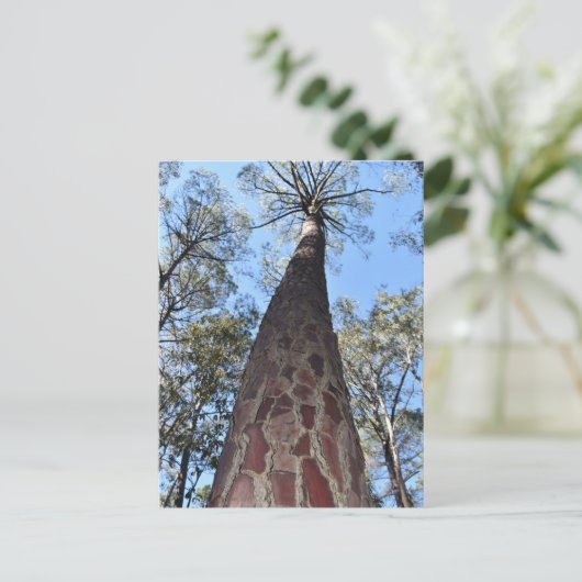 La Gerche Ponderosa Pine Briefkaart (Staand voorkant)