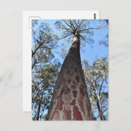 La Gerche Ponderosa Pine Briefkaart
