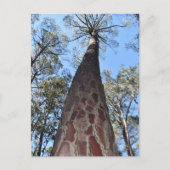 La Gerche Ponderosa Pine Briefkaart (Voorkant)