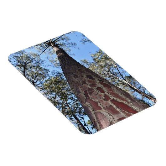 La Gerche Ponderosa Pine flexibele magneet (Rechterzijde)