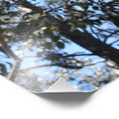 La Gerche Ponderosa Pine Foto Vergroting Afdruk (Hoek)