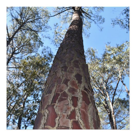 La Gerche Ponderosa Pine Foto Vergroting Foto Afdruk (Voorkant)