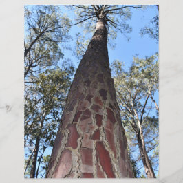 La Gerche Ponderosa Pine Papier Blad