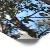 La Gerche Ponderosa Pine Poster (Hoek)
