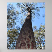 La Gerche Ponderosa Pine Poster (Voorkant)