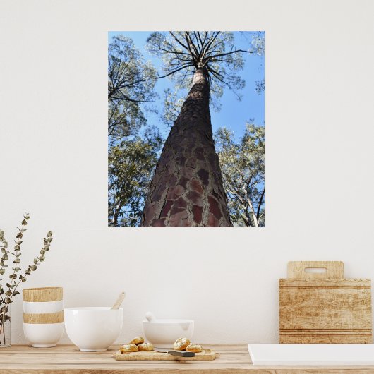 La Gerche Ponderosa Pine Poster (Keuken)
