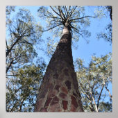 La Gerche Ponderosa Pine Poster (Voorkant)