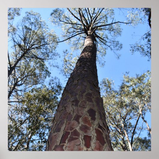 La Gerche Ponderosa Pine Poster (Voorkant)