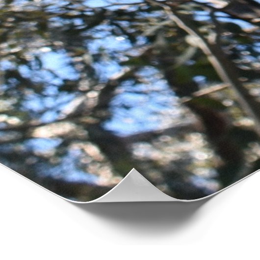 La Gerche Ponderosa Pine Poster (Hoek)