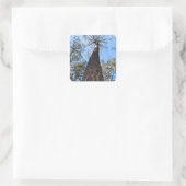 La Gerche Ponderosa Pine Sticker (Tas)