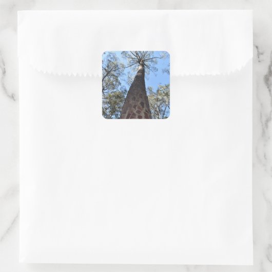 La Gerche Ponderosa Pine Sticker (Tas)