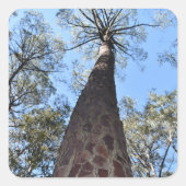 La Gerche Ponderosa Pine Sticker (Voorkant)