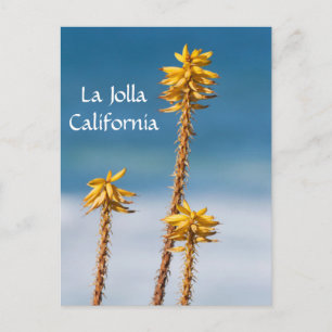 La Jolla Agave en Ocean Briefkaart