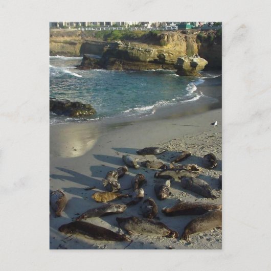 La Jolla Cove Beach Waves Sand Seals Briefkaart (Voorkant)