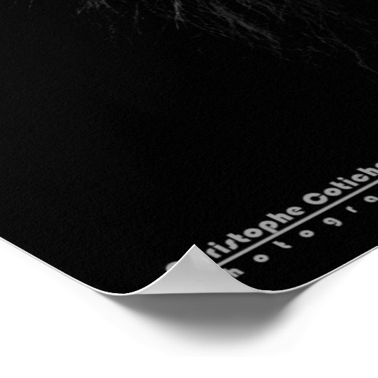 La lion blanc - De witte leeuw Poster (Hoek)