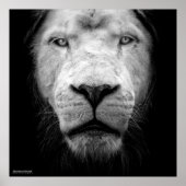La lion blanc - De witte leeuw Poster (Voorkant)