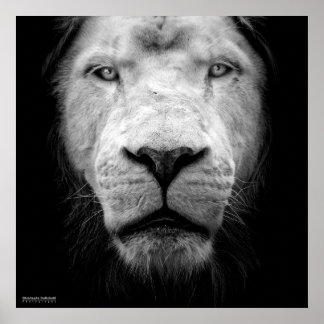 La lion blanc - De witte leeuw Poster