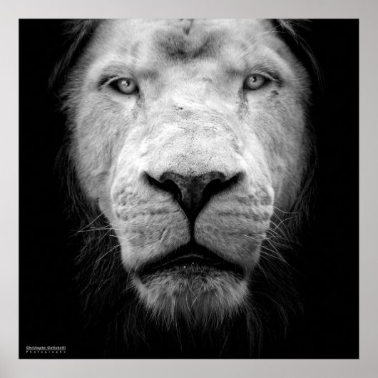La lion blanc - De witte leeuw Poster (Voorkant)