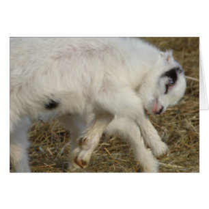 La Mancha Billy Kind bij Play