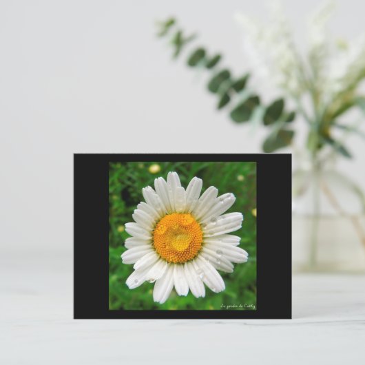La marguerite briefkaart (Staand voorkant)