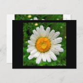 La marguerite briefkaart (Voorkant / Achterkant)