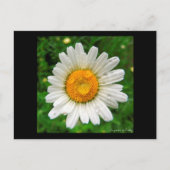 La marguerite briefkaart (Voorkant)