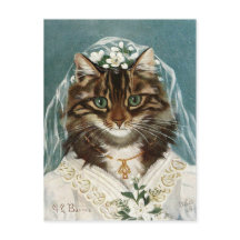 La mariée chat
