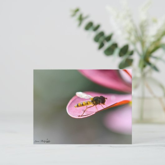 La mouche briefkaart (Staand voorkant)