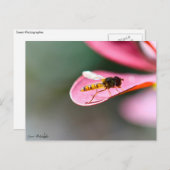 La mouche briefkaart (Voorkant / Achterkant)