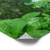 La Paz Waterfall, Costa Rica Poster (Hoek)