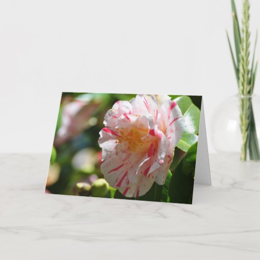 La Peppermint Camellia close up - Frameable Art Kaart (Voorkant)