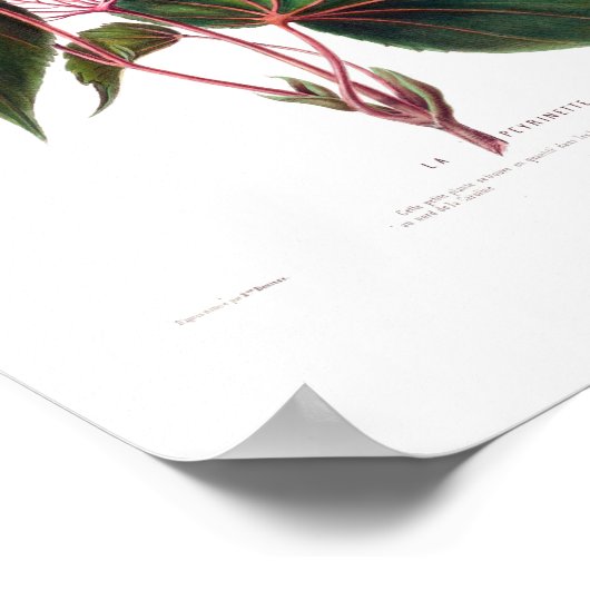 La Perinette Little Pink Flowers  Botanical Poster (Hoek)