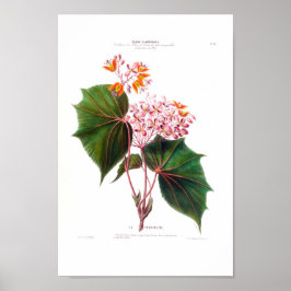 La Perinette Little Pink Flowers  Botanical Poster