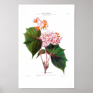 La Perinette Little Pink Flowers  Botanical Poster