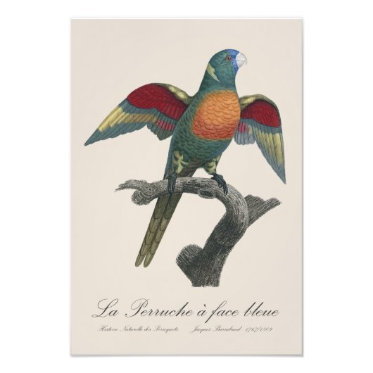 La Perruche a face bleue Foto Afdruk (Voorkant)