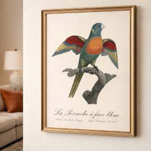 La Perruche a face bleue Foto Afdruk