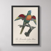 La Perruche a face bleue Foto Afdruk