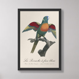 La Perruche a face bleue Foto Afdruk