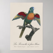 La Perruche a face bleue Poster (Voorkant)